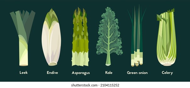 Green vegetables set. Asparagus, leek, green onion, celery, kale, endive. Colorful illustration in cartoon style.