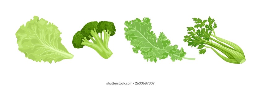 Vegetais verdes postos. Ilustração de desenho animado vetorial de brócolis, folha de couve, alface e aipo
