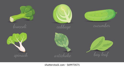 Green vegetables vector design. Healthy natural fresh plant vector cartoon illustration