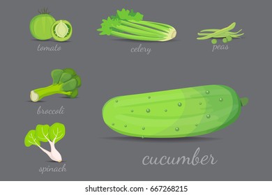 Green vegetables vector design. Healthy natural fresh plant cartoon illustration