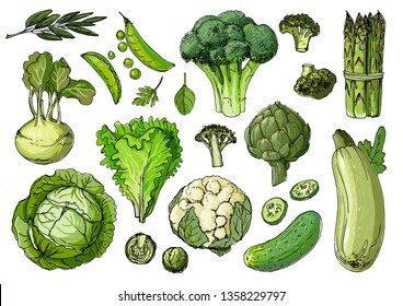 Green vegetarian food. Broccoli, cauliflower, artichoke, asparagus, lettuce, cabbage, celery, herbs line drawn on a white background. Set of colored vegetables. Fresh food. Vector illustration