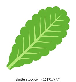 Green vegetarian lettuce leaf flat vector icon for vegetable apps and websites