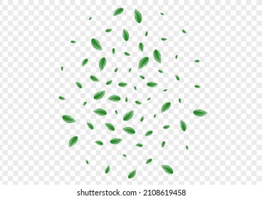 Green Vegetation Background Transparent Vector. Leaves Food Illustration. Refreshing Texture. Greenish Garden Frame. Sheet Falling.