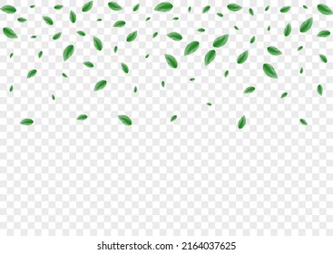 Green Vegetation Background Transparent Vector. Sheet Clear Illustration. Clean Texture. Light Green Flavor Design. Leaves Pure.