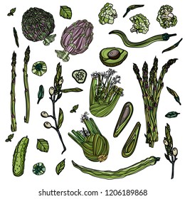 Green veggies collection isolated on white background. Handdrawn vector illustration for signboards, menu and banner designs.