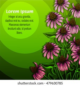 Green vertical background for labels with echinacea products. Vector illustration