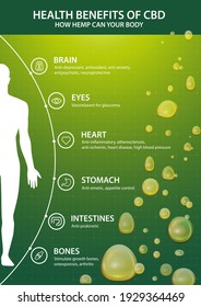 Green vertical poster with infographic of CBD benefits for your body and silhouette of human body. Health benefits of Cannabidiol CBD from cannabis, hemp, marijuana, effect on body