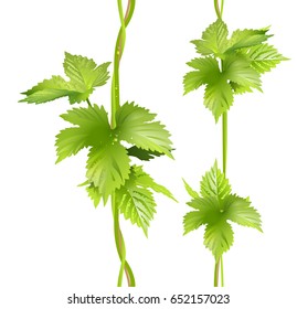 Green vertical vine liana leaves hops. Seamless vector pattern illustration isolated on white background