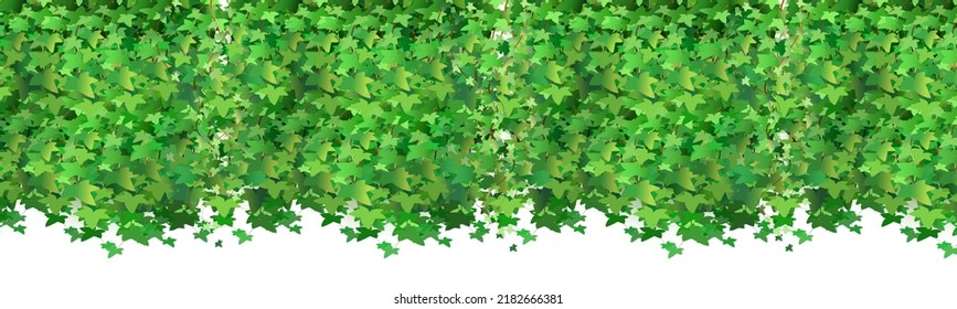 Green vine, creeper or ivy hanging from above or climbing the wall.Decoration for garden or home.Template on white background.
