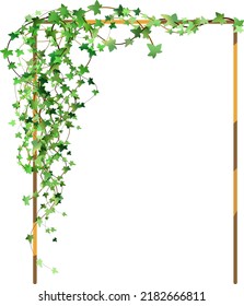 Green vine, creeper or ivy hanging from above or climbing the wall.Decoration for garden or home.Template on white background.
