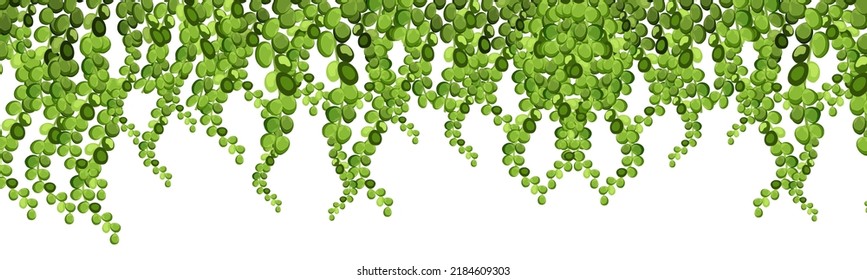 Green vine, creeper or ivy hanging from above or climbing the wall.Decoration for garden or home.Template on white background.
