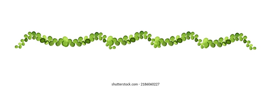 Green vine, creeper or ivy hanging from above or climbing the wall.Decoration for garden or home.Template on white background.
