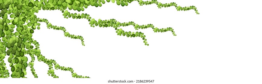 Green vine, creeper or ivy hanging from above or climbing the wall.Decoration for garden or home.Template on white background.
