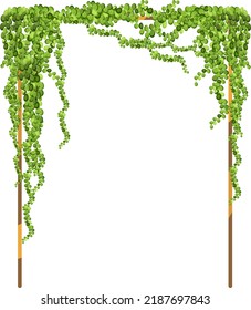 Green vine, creeper or ivy hanging from above or climbing the wall.Decorative column for garden or home.Template on white background.
