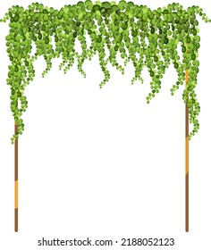 Green vine, creeper or ivy hanging from above or climbing the wall.Decorative column for garden or home.Template on white background.
