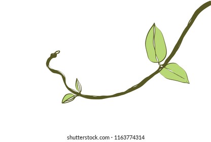 green vine ,creeper plant one line drawing vector eps.10