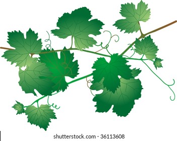 Green vine leaves - vector illustration