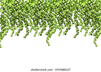 Green vine, liana or ivy hanging from above or climbing the wall.Decoration for garden or home.Template on white background.