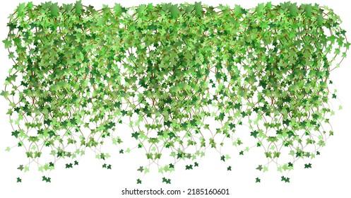 Green vine, liana or ivy hanging from above or climbing the wall.Decoration for garden or home.Background of realistic vector ivy plant.