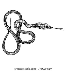 Green vine snake vector illustration. Black on white drawing of venomous reptile