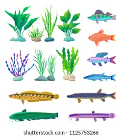 Green and violet, straight and wavy algae type. Different-sized and colored predatory and aquarium fish specie vector illustration, nautical poster.