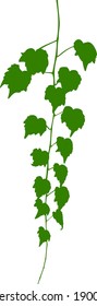 Green virginia creeper - vector.