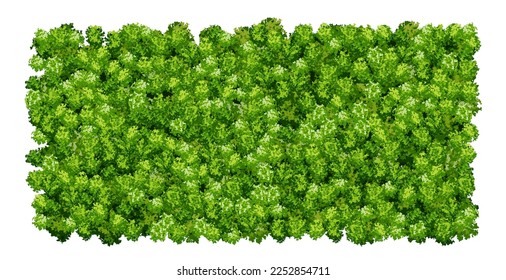 Green wall pattern with raindeer moss texture on white. Vector background. Vertical garden concept for home or office. Eco scandinavian interior. Growing decorative plants. Greenery wallpaper