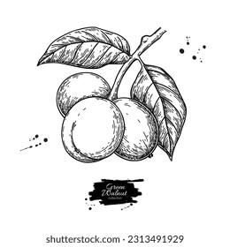 Green walnut drawing. Hand-drawn vector illustration of a branch with nuts and tree leaves. Botanical sketch. 