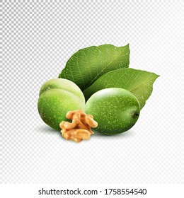 Green walnut; peeled walnut and its kernels. Isolated on a white background. Realistic vector illustration, 3d