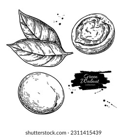 Green walnut set drawing. Hand-drawn vector illustration of whole and half nut and tree leaf. Botanical sketch. 