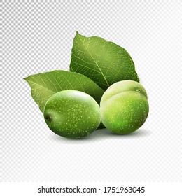 Green walnuts with leaves isolated on a transparent background. Realistic vector illustration, 3d