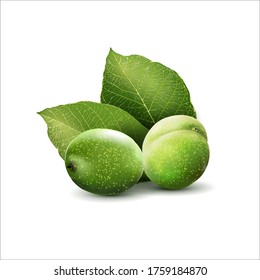 Green walnuts with leaves isolated on a white background. Realistic vector illustration, 3d