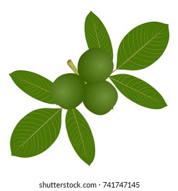 Green walnuts with leaves on a white background.