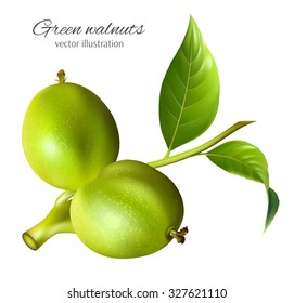 Green walnuts. Vector illustration