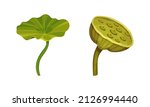 Green Water Lily Floating Pad as Tropical Plant Vector Set