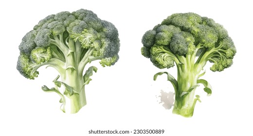 Green watercolor broccoli. Broccoli Cabbage as Edible Green Plant with Stalk and Flowering Head Vector Set