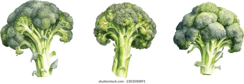 Green watercolor broccoli. Broccoli Cabbage as Edible Green Plant with Stalk and Flowering Head Vector Set