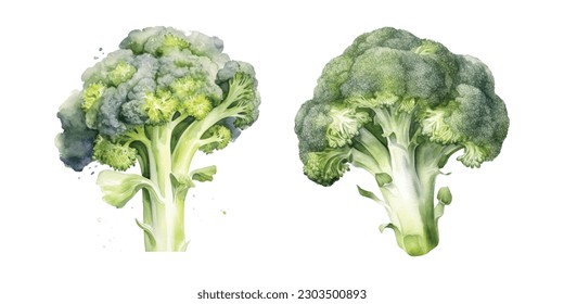 Green watercolor broccoli. Broccoli Cabbage as Edible Green Plant with Stalk and Flowering Head Vector Set