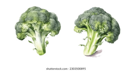 Green watercolor broccoli. Broccoli Cabbage as Edible Green Plant with Stalk and Flowering Head Vector Set