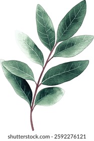 Green Watercolor Leaves Branch Isolated vector illustration