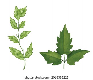green watercolor leaves. Decorative beauty elegant illustration for design