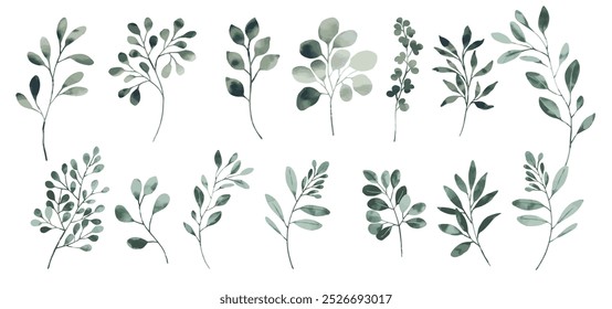 Green watercolor leaves on isolated background. Hand painted branches leaves, Eucalyptus leaves.