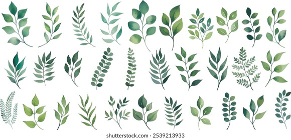 Green watercolor leaves on isolated background. Hand painted branches leaves, Eucalyptus leaves.