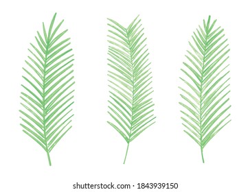 Green watercolor palm leaves. Set of 3 watercolor palm leaves. Vector illustration isolated on white background.