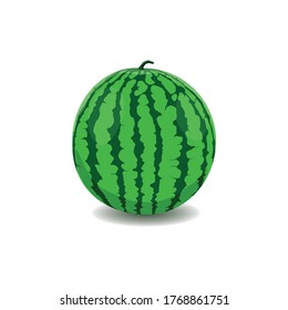 Green Watermelon Fruit Vector Illustration Stock Vector (Royalty Free ...