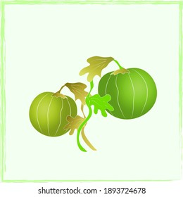 green watermelon and leaves - hand drawn cartoon color illustration