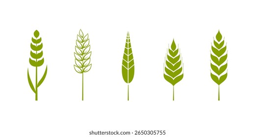Green wheat ear vector illustration. Set of five wheat ears in different shapes and sizes, clean lines and a minimalist design. Ideal for agricultural, organic products logo or food concept graphics.