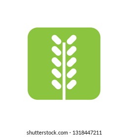 Green wheat logo template