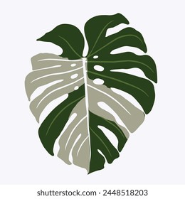 Hoja de costilla de Adán verde y blanco. Hermosa hoja Monstera bicolor.