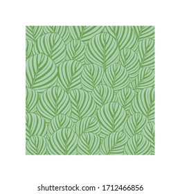 Green and white calathea leaves pattern. Vector illustration. Tropical leaves
